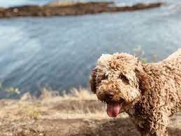 We did not find results for: Lagotto Romagnolo Breed Guide Info Pictures Care More Pet Keen