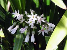 Image result for Cryptostephanus