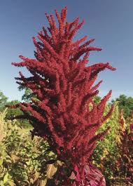 Amaranthes A Grains Le Blog De Kokopelli