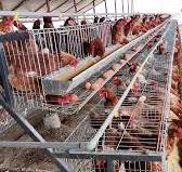 Somos fabricantes de jaulas para gallinas ponedoras y gallinas recién  nacidas.. 🐥🐤🐔🥚🥚, Estamos ubicado en la ciudad de chincha Ica  Perú...🇵🇪, Hacemos envíos a todo el Perú 🇵🇪, Informes al 986223528 ...