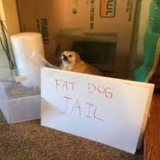 The best low fat dog foods july 2021. Fat Dog Jail Single By Red Fern Spotify
