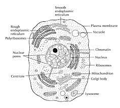 Cell Structure And Function Cells The Basic Units Of Life Siyavula Human Cell Structure Cell Diagram Cell Structure
