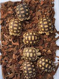 How To Care For Your Sulcata Tortoise Allan S Pet Center