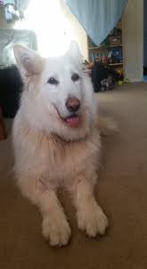 Gastric dilatation volvulus in dogs is deadly