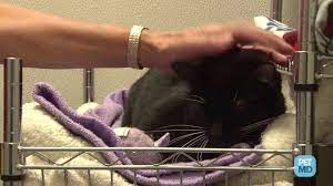 If your cat is sneezing a lot, your veterinarian may initially suspect a cause based on a review of your cat's symptoms. Cat Sneezing Why Cats Sneeze And What To Do Petmd