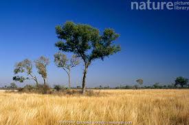 Image result for Schinopsis