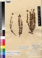 Image result for Hypericum lalandii