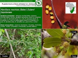 Image result for Manilkara mochisia