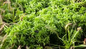 Image result for Thesium pygmaeum