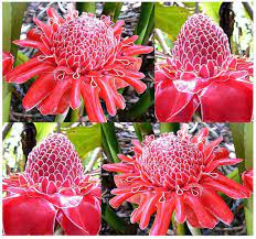 Red Torch Ginger Plant Seeds Etlingera By Allooaboutooseeds Ginger Plant Flower Flower Seeds Torch Ginger Flower