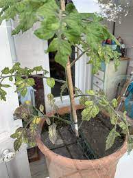 Why are my tomato plants' leaves wilting and turning yellow? My Tomato Plant Leaves Are Starting To Turn Black Gardening Forums