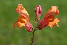 You can help by adding missing items with reliable sources. Edible Flower Wikipedia