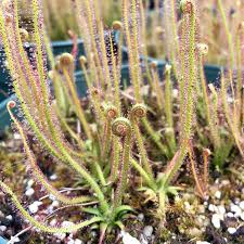 Image result for Drosera