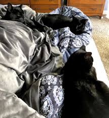 Please remember that our entire team is all volunteer and we rescue around. Available Barn Cats Adopt A Barn Cat From Wagging Dog Rescue