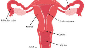 Die Weiblichen Geschlechtsorgane 9monate De