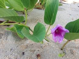 Image result for Ipomoea coptica