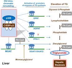Increased Expression Of Enzymes Of Triglyceride Synthesis Is Essential For The Development Of Hepatic Steatosis Sciencedirect