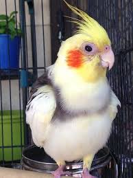 Bird That Sounds Like A Car Alarm Uk Car Alarm Enjoying The Sun Talk Cockatiels Forums Cockatiel Pet Birds Pet Hacks