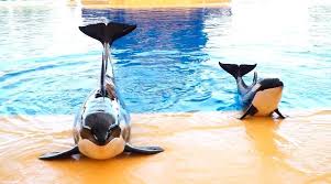 Les Bassins En Beton Sont Une Torture Pour Les Orques Des Animaux Sociaux Et Intelligents Bienvenue Sur Le Site De C Est Assez