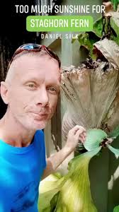 How to grow yourself a Topiary Spiral 🌿 #Plantita #PlantitaPH #Topiary  #Spiral