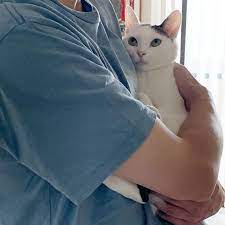 猫ラボ nekolabo1 猫 子猫 動物 かわいい