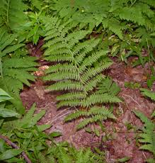 Image result for Athyrium