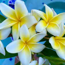 See 433 traveler reviews, 1,555 candid photos, and great deals for plumeria maldives, ranked #1 of 5 hotels in. The Plumeria Lady Houston Tx Home Facebook