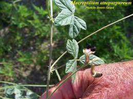 Image result for Macroptilium atropurpureum