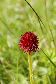 Begeret på blomsten er oppblåst hos hunplanten, men ikke hos. Magiske Sankthans