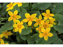 The bee and butterfly attracting plant blooms in may through november. Caltha Palustris Yellow Marsh Marigold Native Plants Of North America
