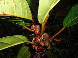 Image result for Ficus lutea