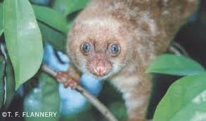 Image result for Phacelurus