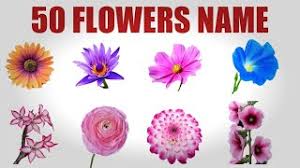 So, friend if you want to learn about all the flowers name in hindi and english by watching the video then here is a solution for this too. Best Of Different Flowers Name In Hindi Free Watch Download Todaypk