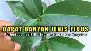 Dongkel Banyak Bahan Bonsai Ficus Beringin Iprik Beringin Arjuna Dan Ficus Ampelas Youtube