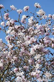 Rose King Star Magnolia Magnolia Stellata Syn Magnolia Kobus Var Stellata Rose King Syn King Rosea A Pale Pink Do Magnolia Stellata Magnolia Photo