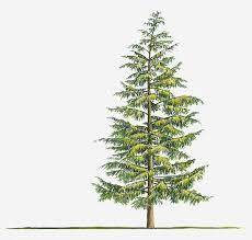 Illustration Of Large Evergreen Tsuga Heterophylla Western Hemlock Tree By Sue Oldfield Architectural Trees Art Wood Burning Art