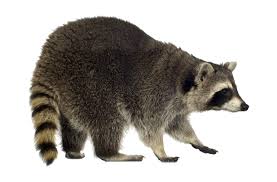 The raccoon is the lairgest o the procyonid faimily, haein a body lenth o 40 tae 70 cm (16 tae 28 in) an a body wecht o 3.5 tae 9 kg (8 tae 20 lb). Dublin Ohio Usa Raccoons