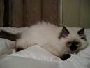 Ragdoll Kittens for Sale Near Me | Buy Ragdoll Kitten