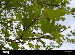 Image result for Platanaceae