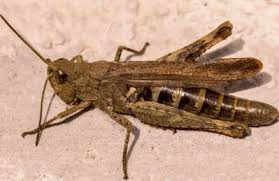 However, in light of this insect's very large size and red color, he said, there. My Dog Ate A Cricket Daily Dog Discoveries