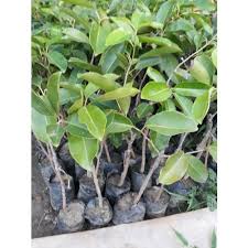 It is native to the indian subcontinent, adjoining regions of southeast asia, including myanmar, sri lanka, and the andaman islands. Well Watered Thai White Jamun Plant Rs 25 Plant Banasree Nursery Id 21134983162