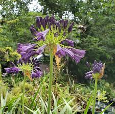 Image result for Agapanthus campanulatus