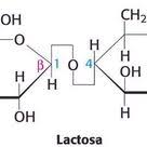 Lactosa Wiskunde Biologie Rekenvaardigheid
