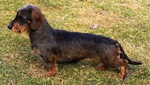 Image result for jezevčík drsnosrstý