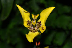 Observe iris flowers as the. Yellow Walking Iris Neomarica Longifolia Garden Org