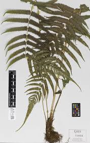 Image result for Christella hispidula