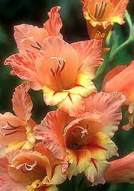 Heirloom Fall Planted Bulbs Beautiful Flowers Amazing Flowers Flower Garden