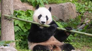 Foodpanda is available in kuala lumpur, petaling jaya, penang and in many more malaysian cities. Is Diplomacy At Play With This Panda S Return To China