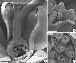 Image result for Mayaca baumii