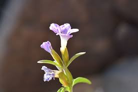 Image result for Barleria lancifolia